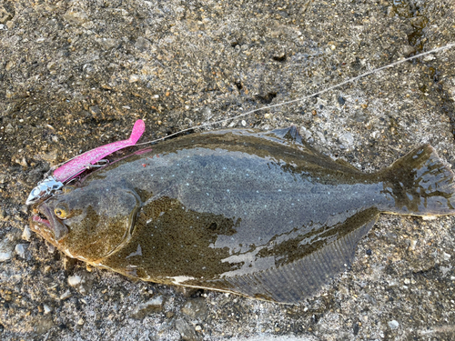 ソゲの釣果