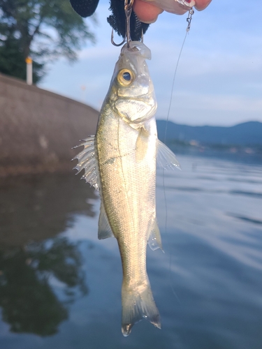 セイゴ（マルスズキ）の釣果