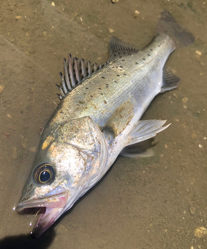 セイゴ（タイリクスズキ）の釣果