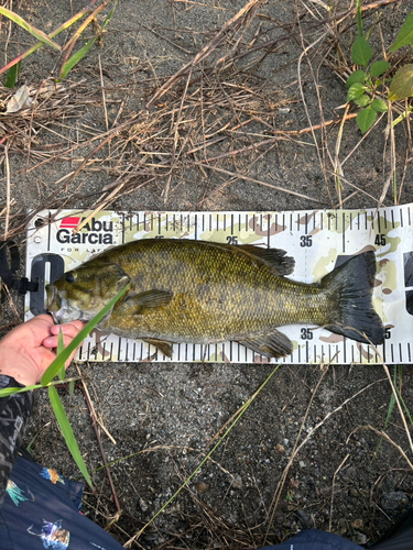 スモールマウスバスの釣果