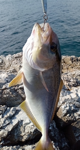 シオの釣果