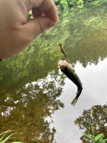 さいかち沼