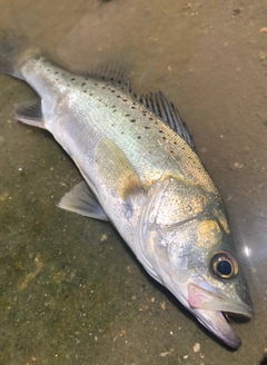 セイゴ（タイリクスズキ）の釣果