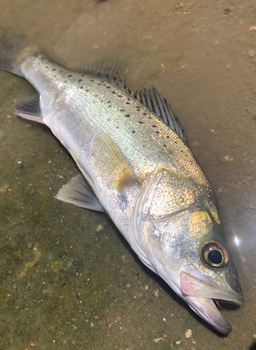 セイゴ（タイリクスズキ）の釣果