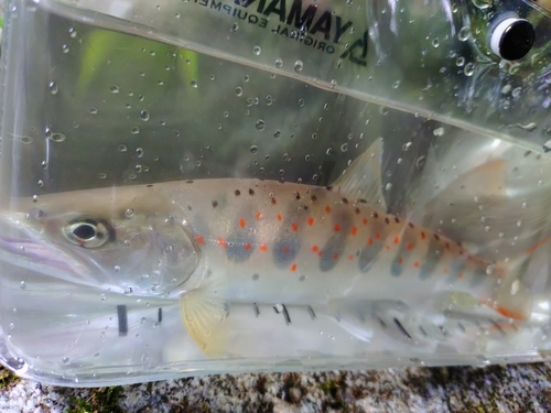 アマゴの釣果