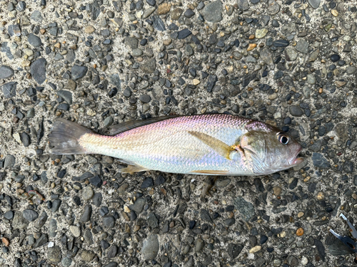 イシモチの釣果