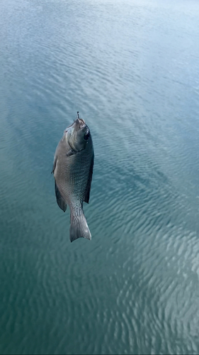 メジナの釣果