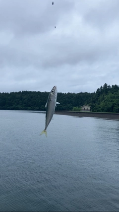 サバの釣果