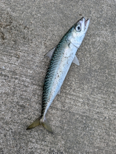 サバの釣果