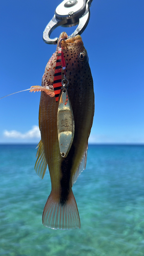 ホシゴンベの釣果