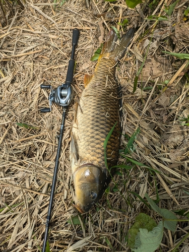 コイの釣果