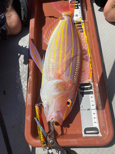 イトヨリダイの釣果