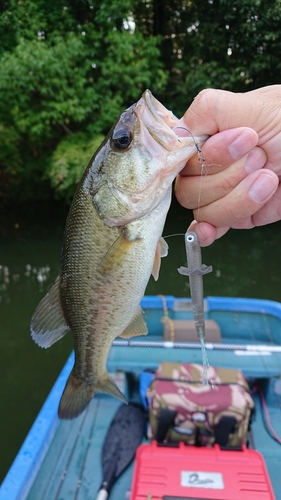 ラージマウスバスの釣果