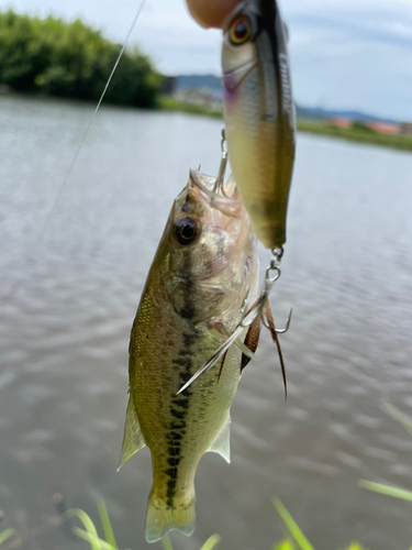 ブラックバスの釣果