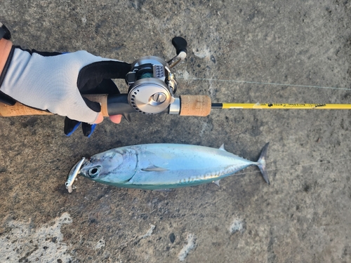 マルソウダの釣果