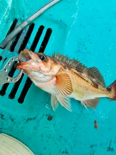 オキメバルの釣果