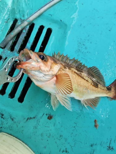 オキメバルの釣果