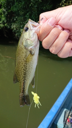 ラージマウスバスの釣果