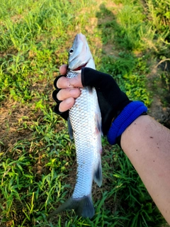 ニゴイの釣果