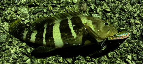 アオハタの釣果