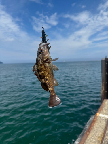 エゾメバルの釣果