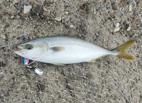 ツバスの釣果