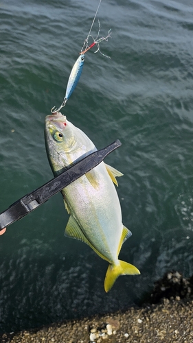 ツバスの釣果