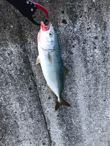 ワカシの釣果