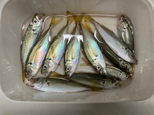 アジの釣果