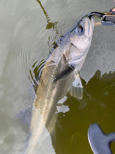 シーバスの釣果