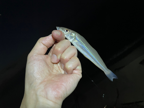 シロギスの釣果