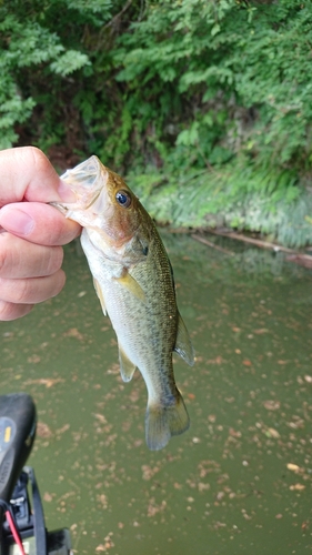 ラージマウスバスの釣果