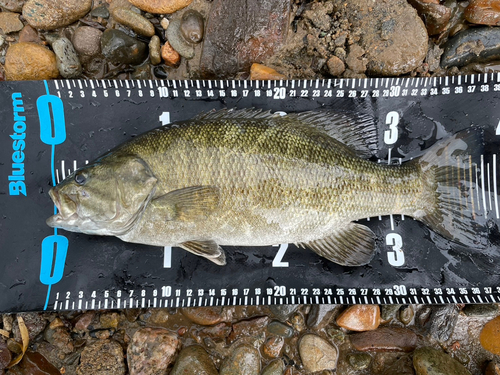 スモールマウスバスの釣果