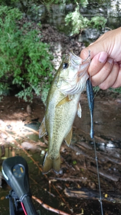 ラージマウスバスの釣果