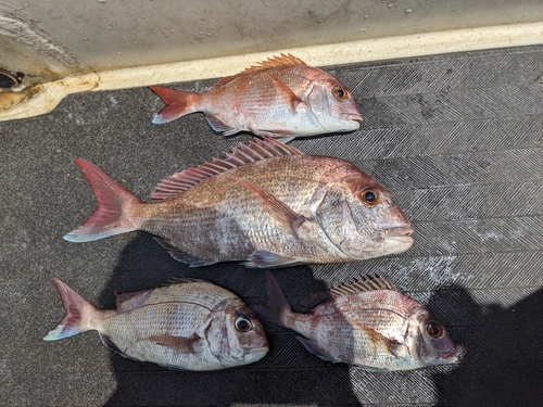 マダイの釣果