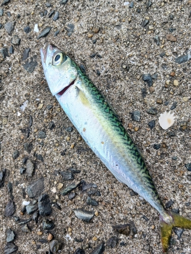 サバの釣果