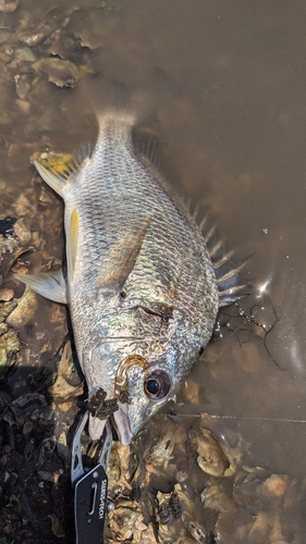 キビレの釣果