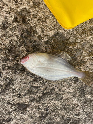 ヒラメの釣果