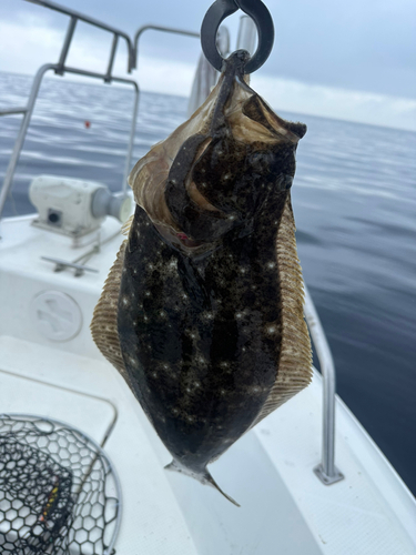 ヒラメの釣果