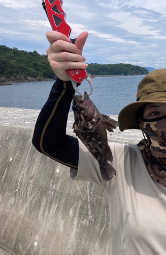 オウゴンムラソイの釣果