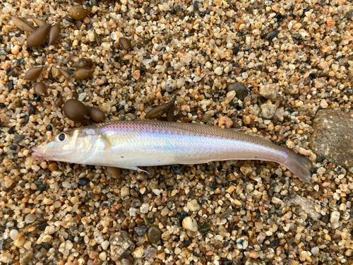 キスの釣果