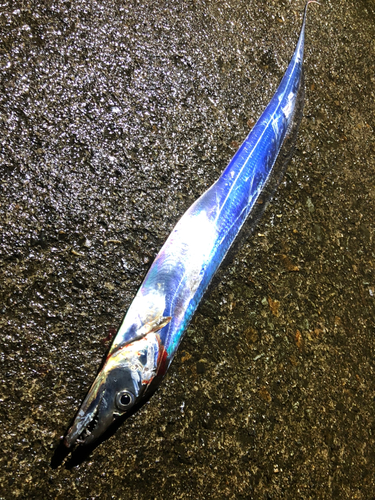 タチウオの釣果