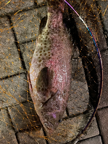 オオモンハタの釣果