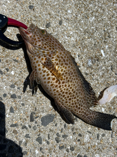 オオモンハタの釣果