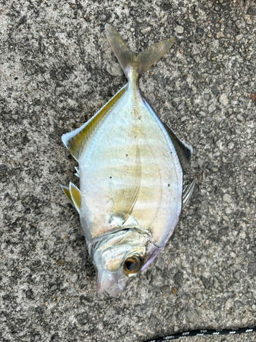 カイワリの釣果