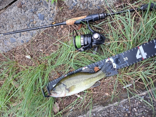 ブラックバスの釣果