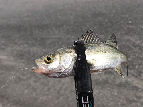 セイゴ（マルスズキ）の釣果