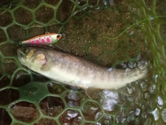 イワナの釣果