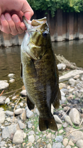 スモールマウスバスの釣果