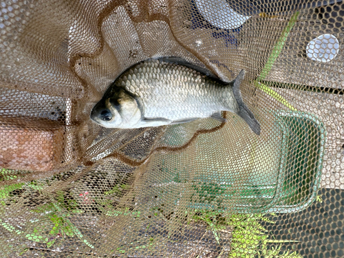 ヘラブナの釣果